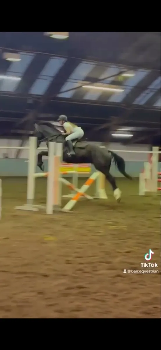 16.2hh Gelding - Image 4