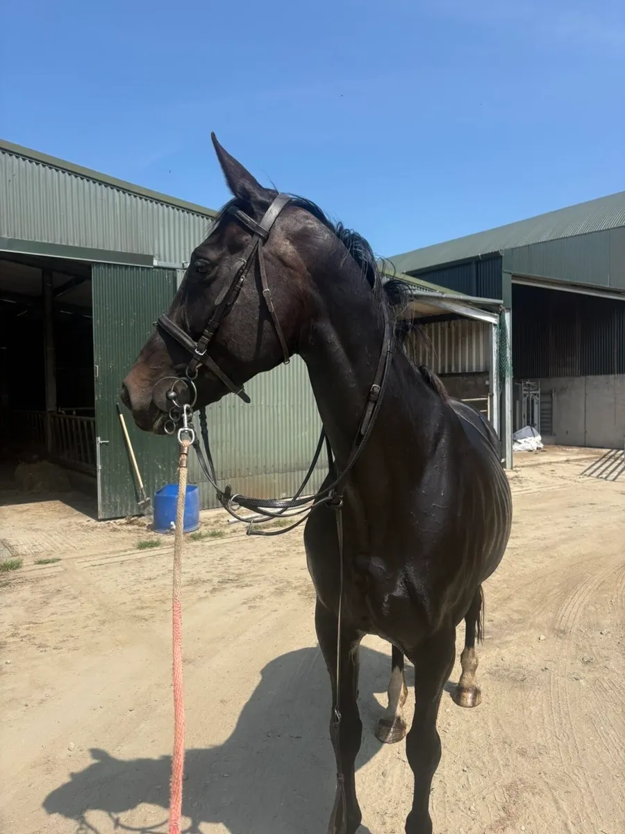 16.2hh Gelding - Image 1