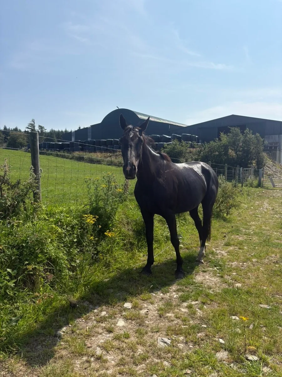 16.2hh Gelding - Image 2