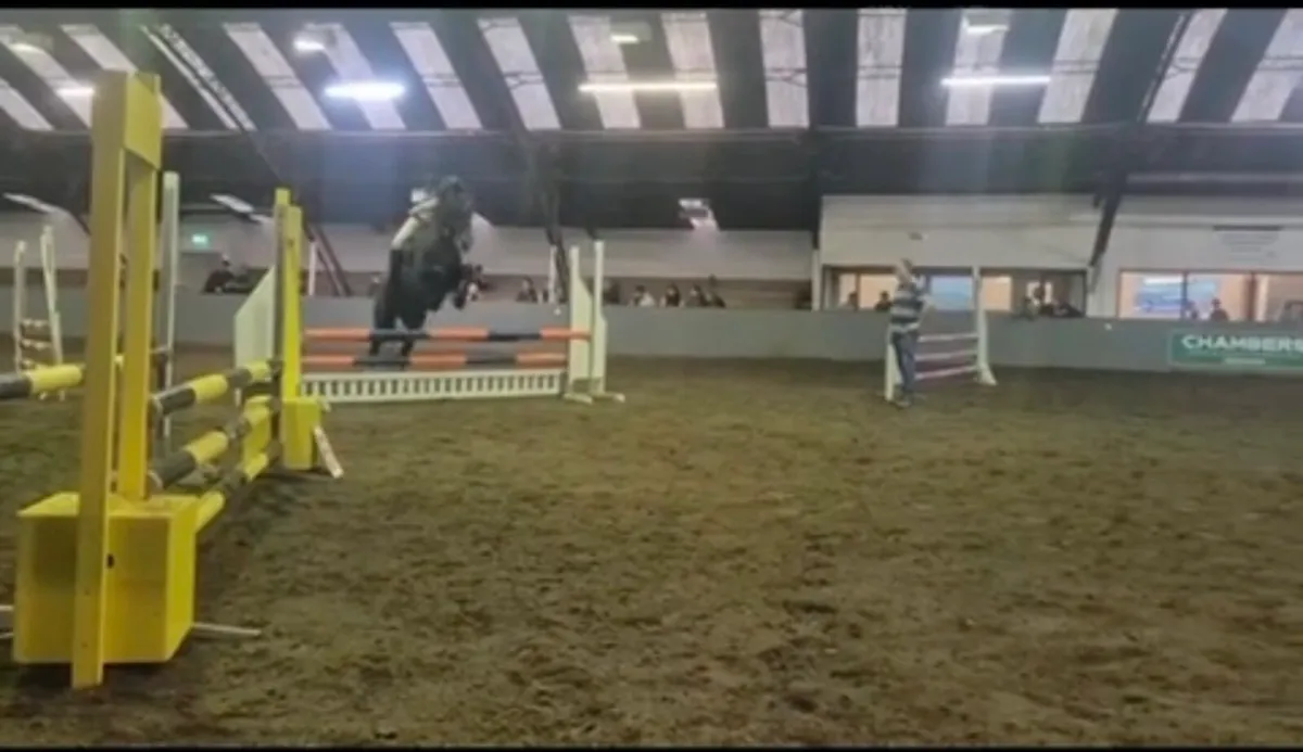 16.2hh Gelding - Image 3