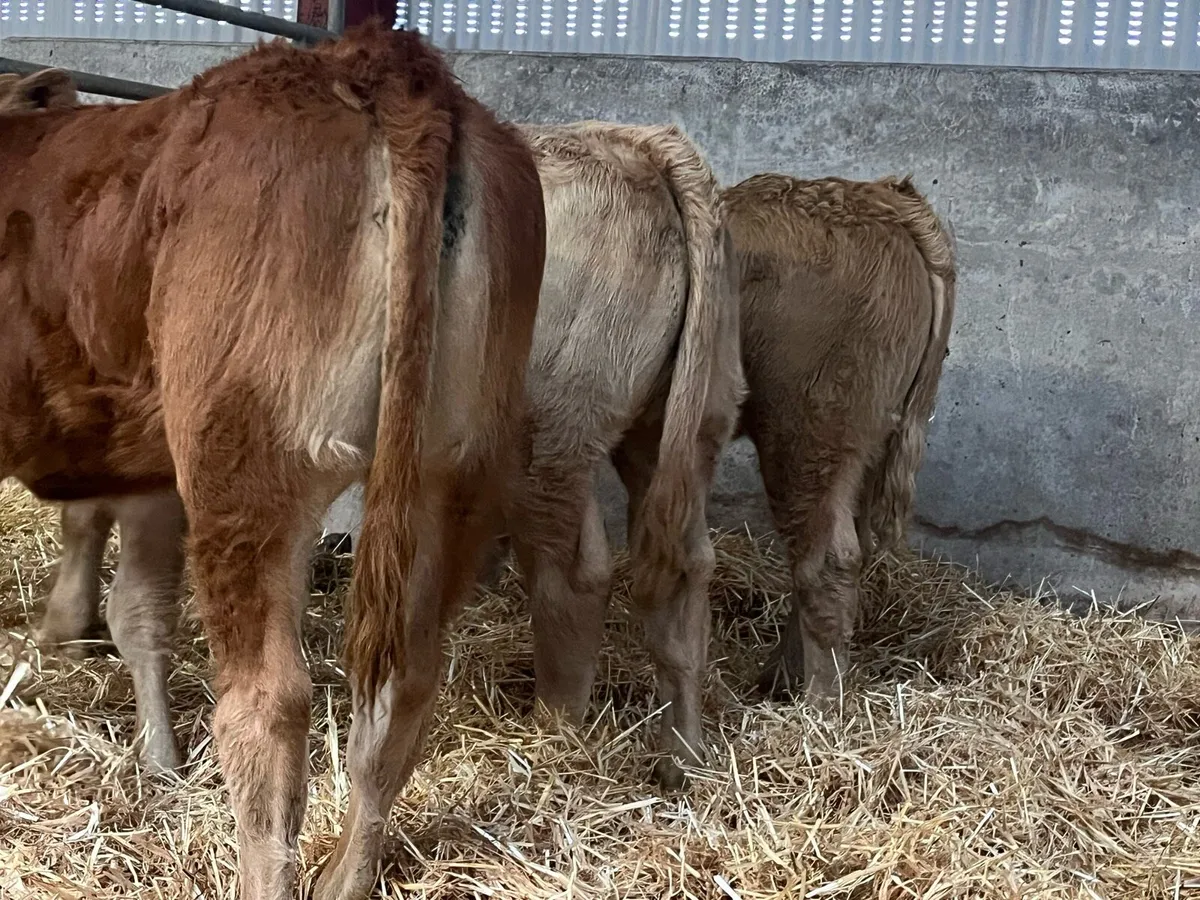 Four Heifer Weanlings - Image 1