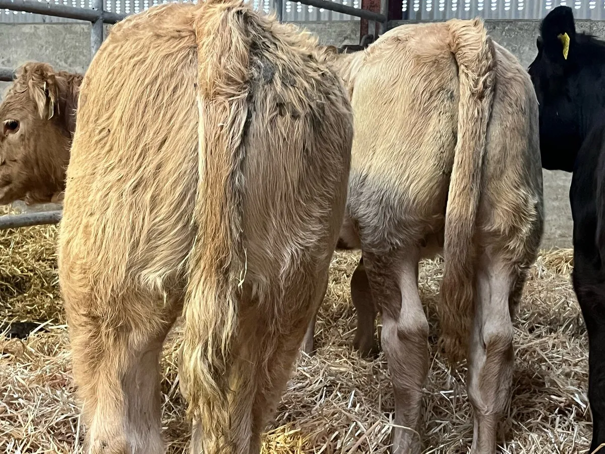 Four Heifer Weanlings - Image 2