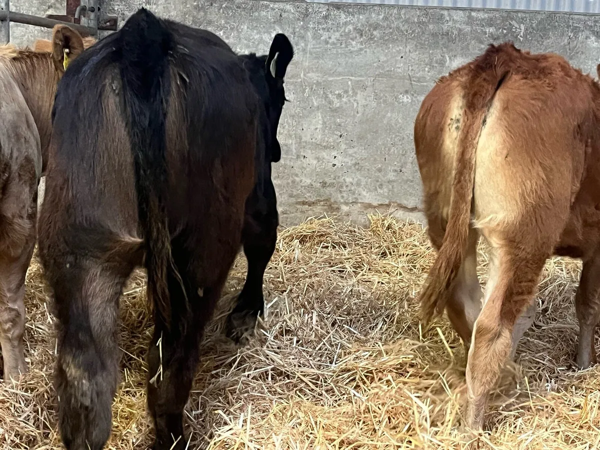 Four Heifer Weanlings - Image 3