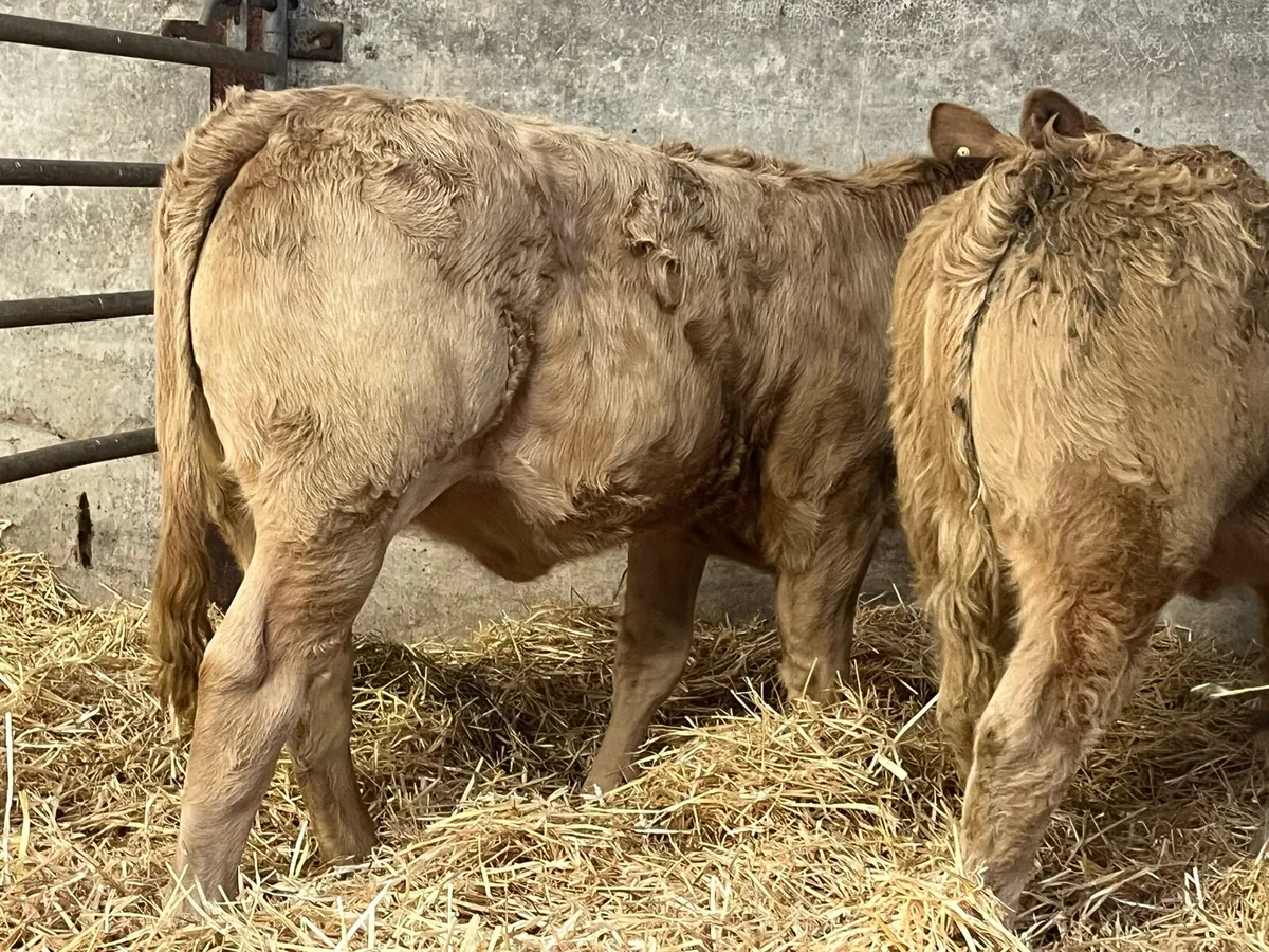 Four Heifer Weanlings - Image 4