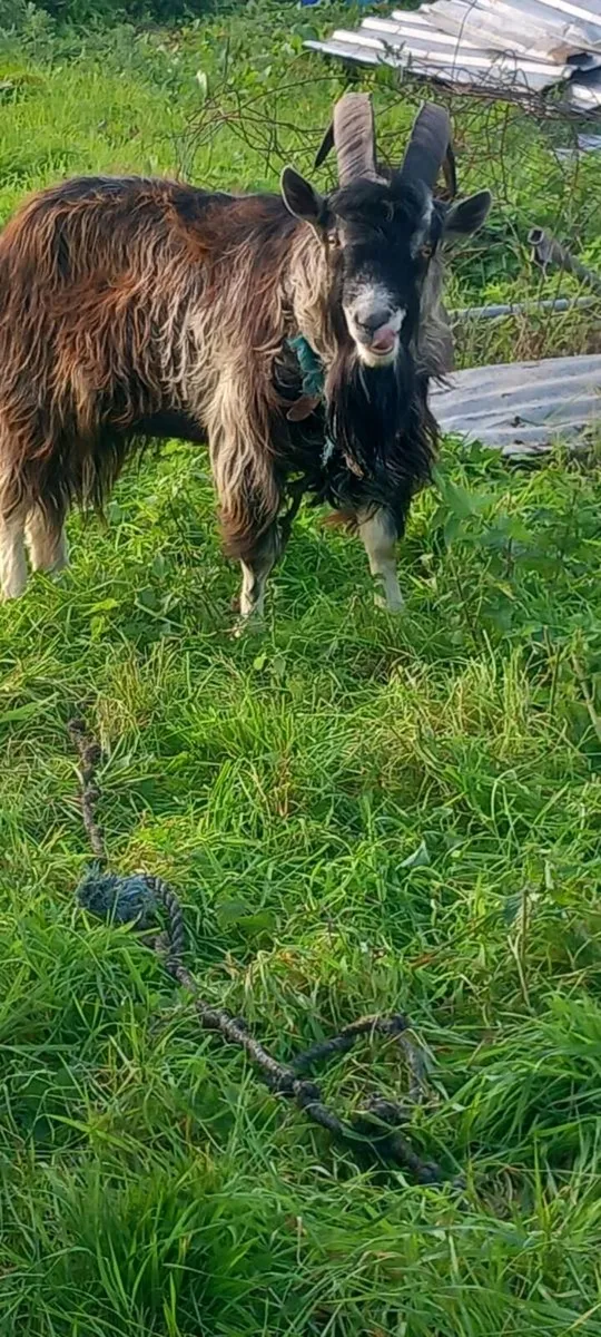 🐐Goat 🐐 - Image 1