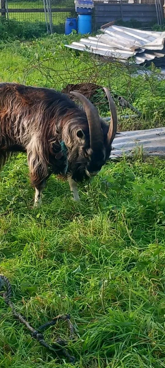 🐐Goat 🐐 - Image 2
