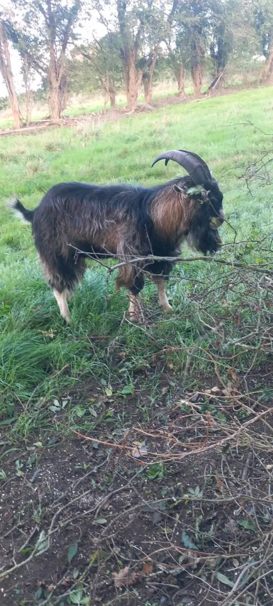 🐐Goat 🐐 - Image 3