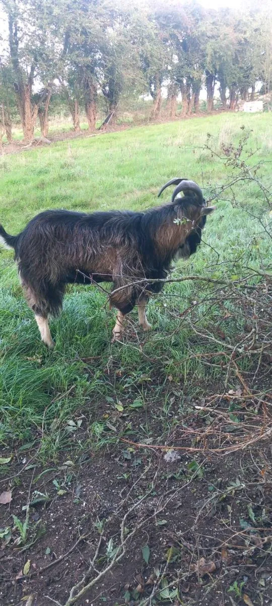 🐐Goat 🐐 - Image 4
