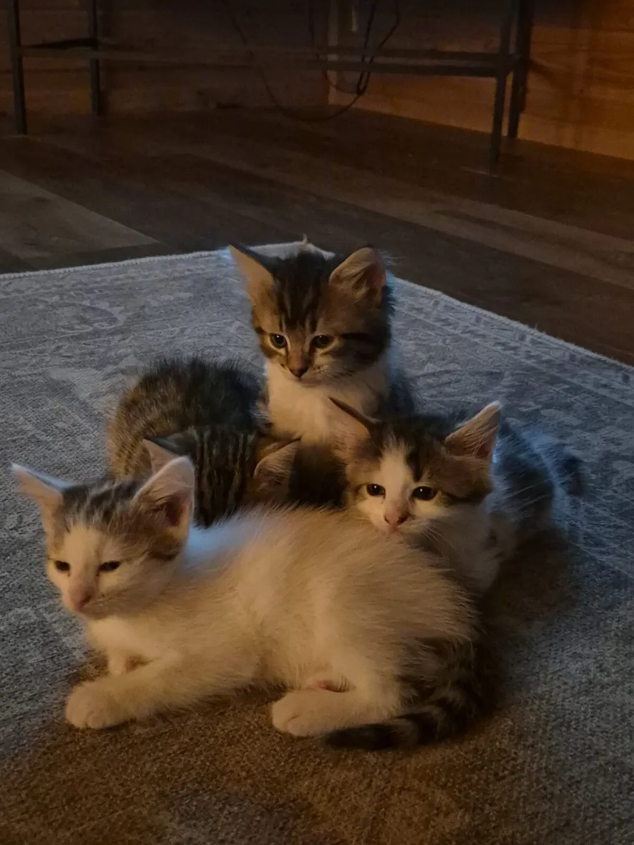 4 Kittens - Image 1