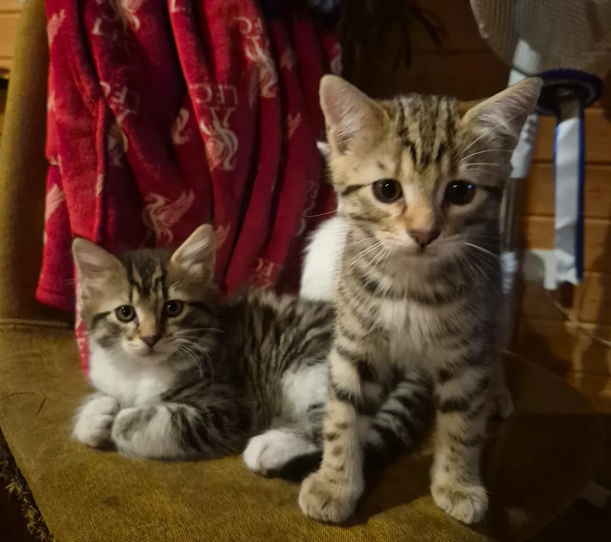 4 Kittens - Image 2