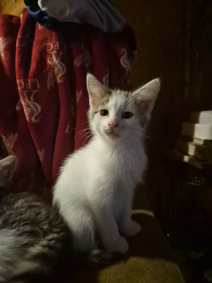 4 Kittens - Image 3