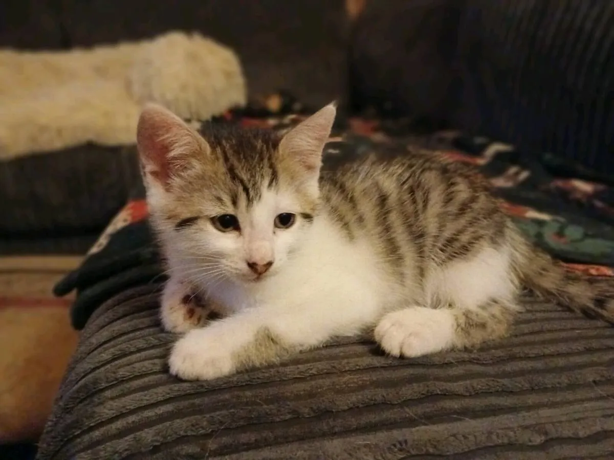 4 Kittens - Image 4