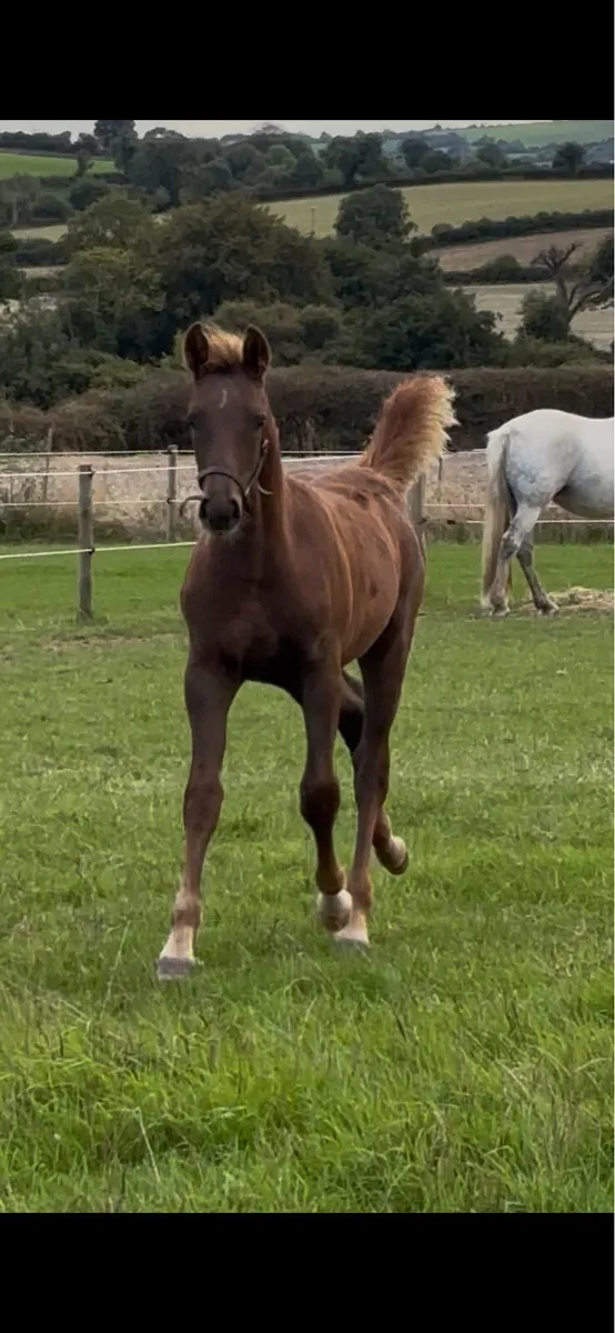 Liver Chestnut Moylough Legacy Filly Foal