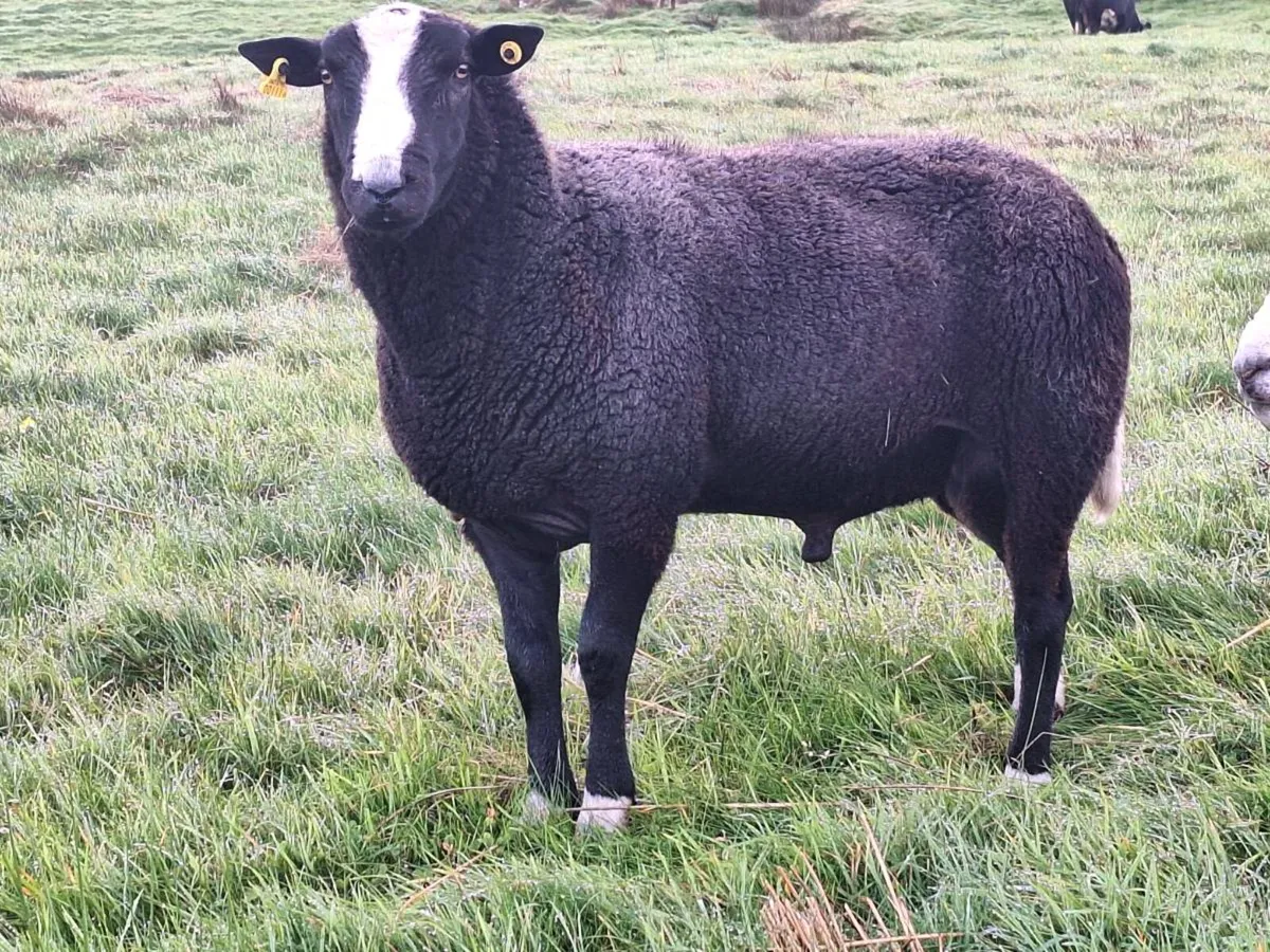 Zwartble ram - Image 1
