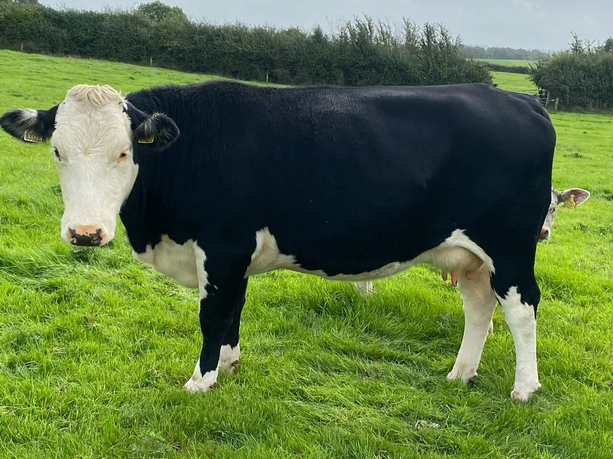 Pedigree Dingle Hofmeister heifer calf - Image 2