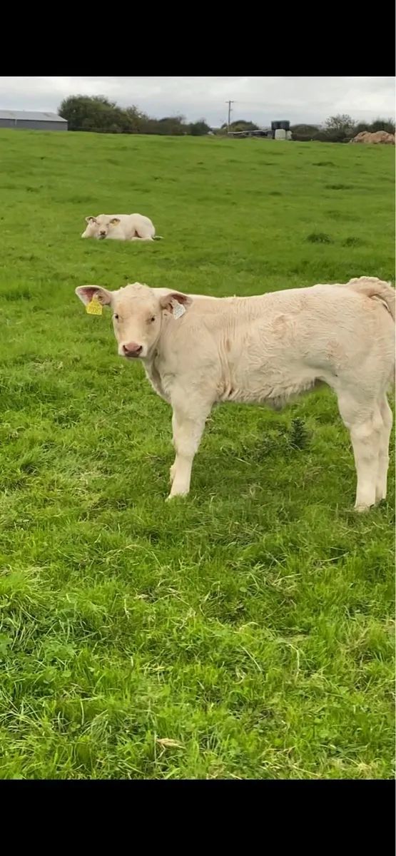 Pedigree Dingle Hofmeister heifer calf - Image 4