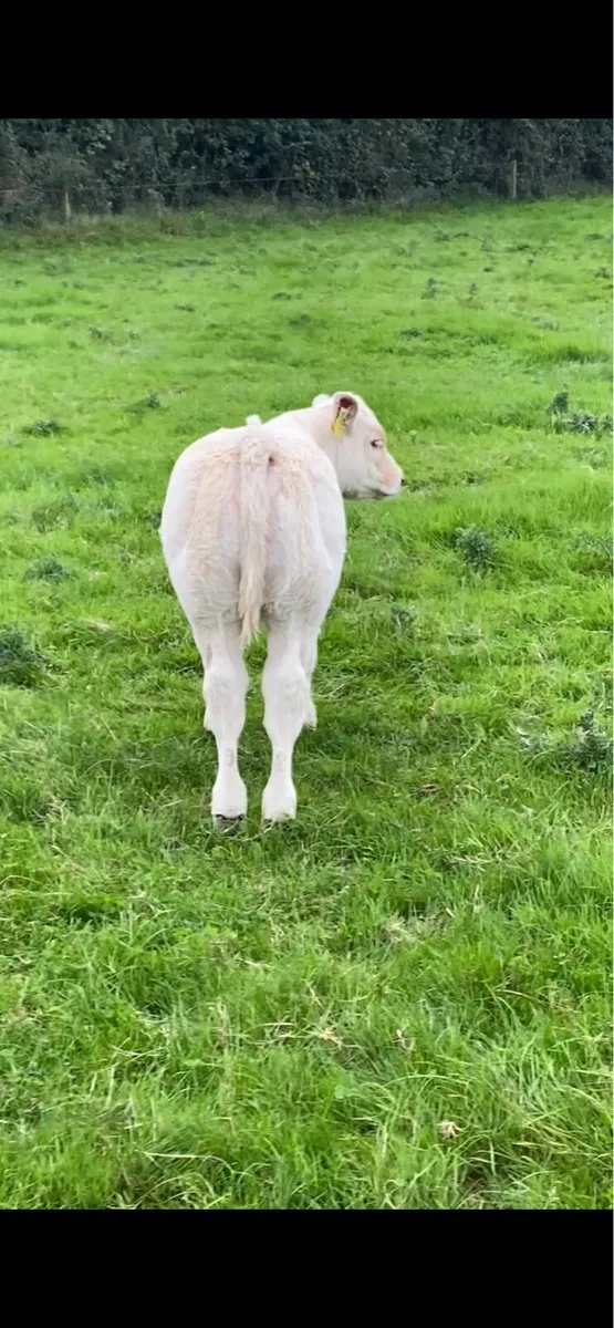 Pedigree Dingle Hofmeister heifer calf - Image 3