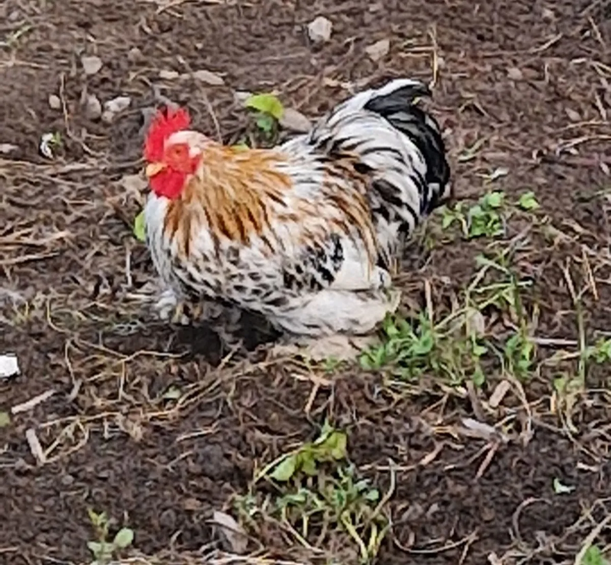Bantams - Image 1