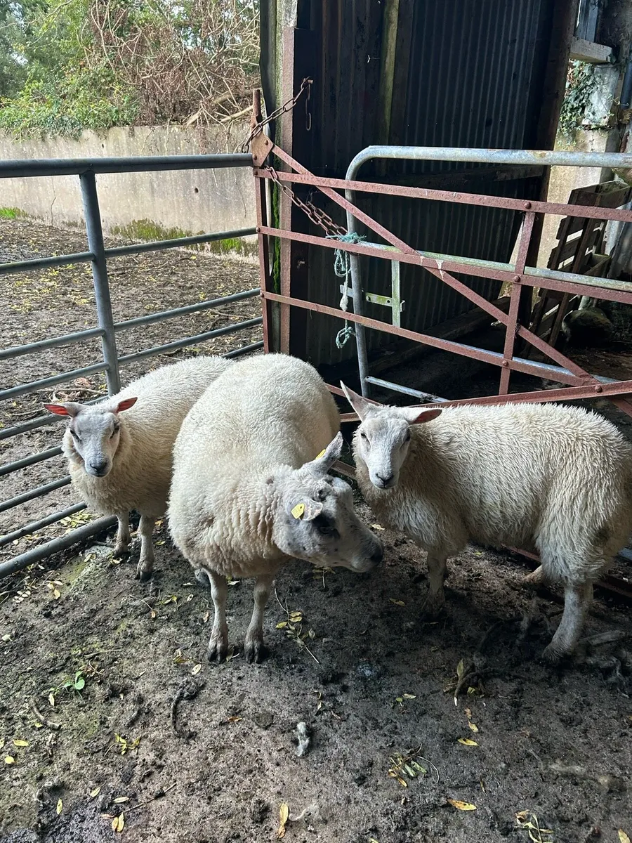 Pbnr beltex ewe lambs - Image 1