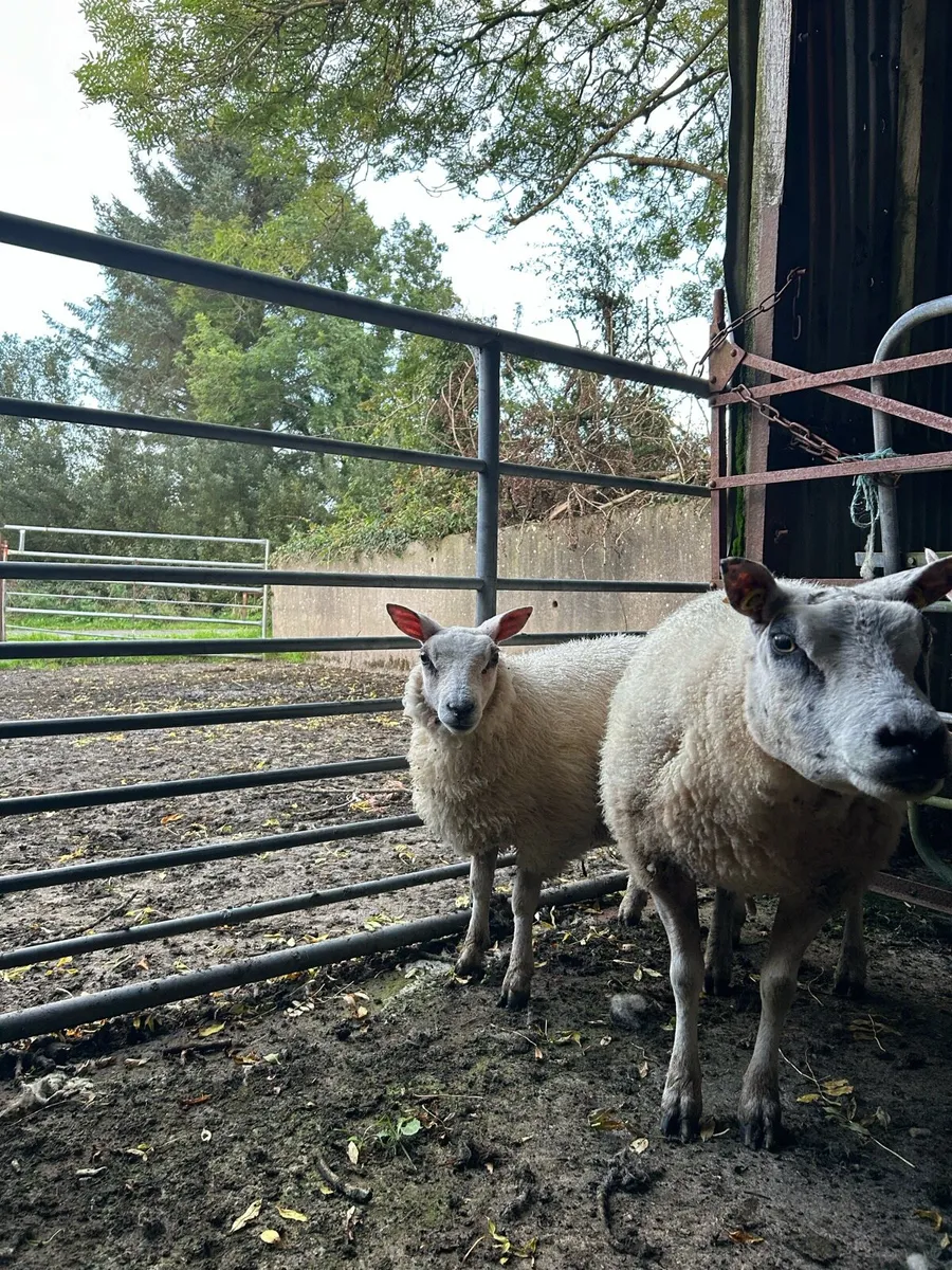 Pbnr beltex ewe lambs - Image 2
