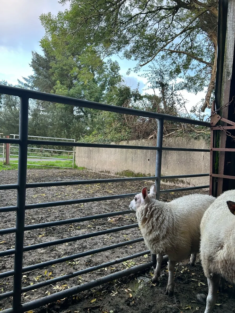 Pbnr beltex ewe lambs - Image 3