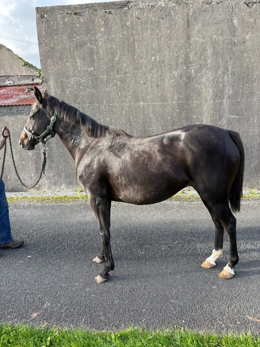 6yr old 148 mare in foal to Connemara stallion - Image 4