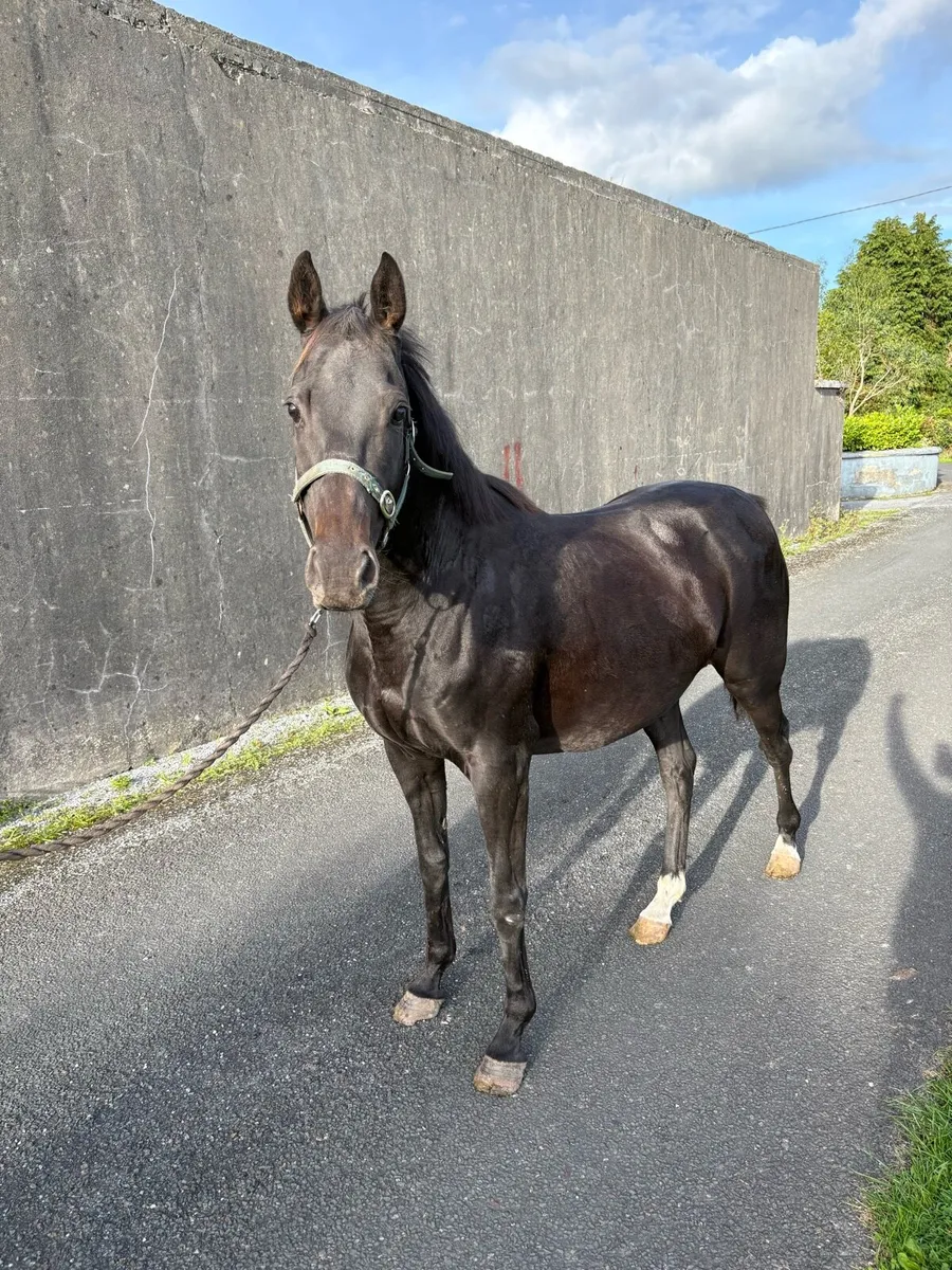 6yr old 148 mare in foal to Connemara stallion - Image 1