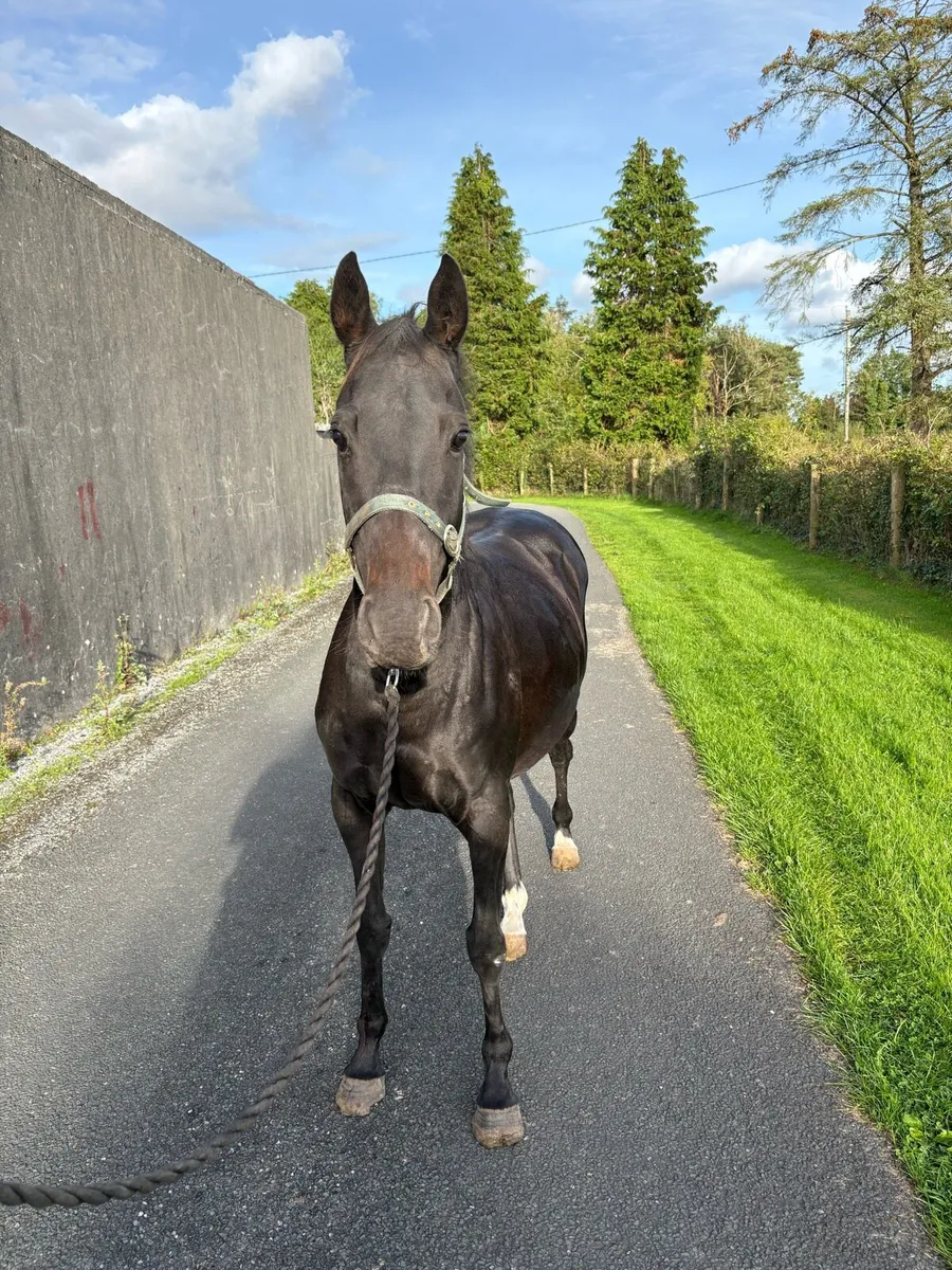 6yr old 148 mare in foal to Connemara stallion - Image 2