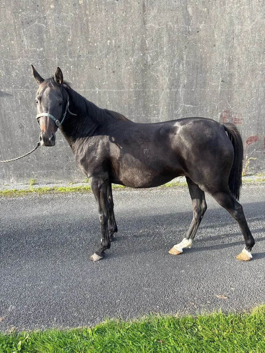6yr old 148 mare in foal to Connemara stallion - Image 3