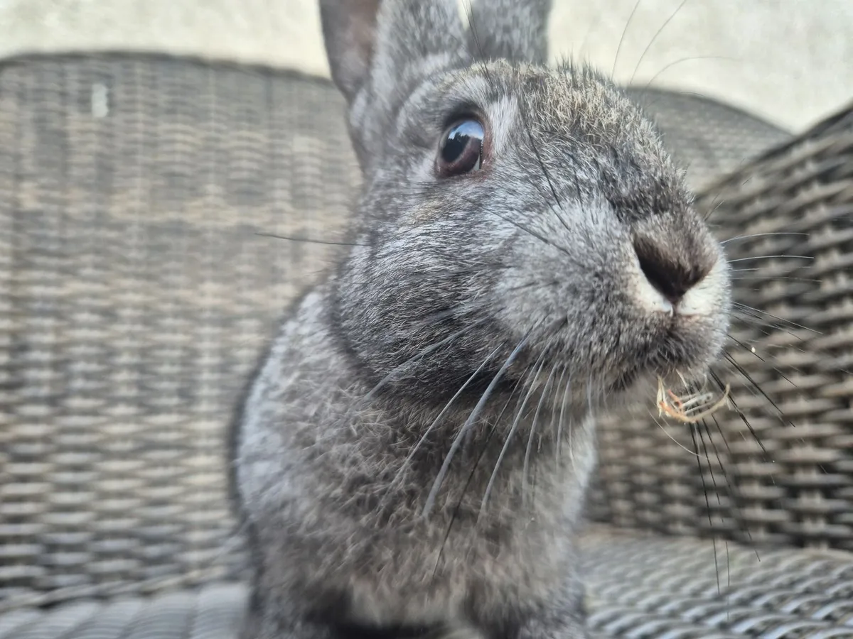 Pure bred baby Rex rabbits - Image 3