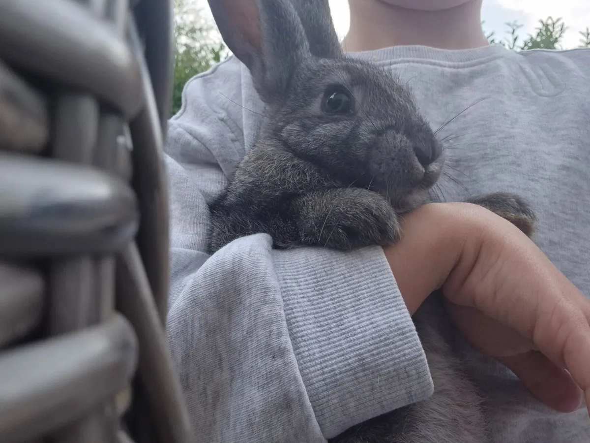Pure bred baby Rex rabbits - Image 2