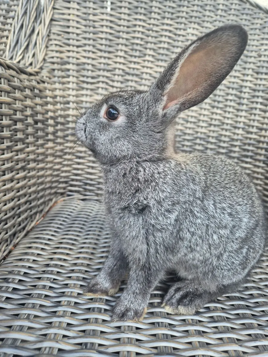 Pure bred baby Rex rabbits - Image 4