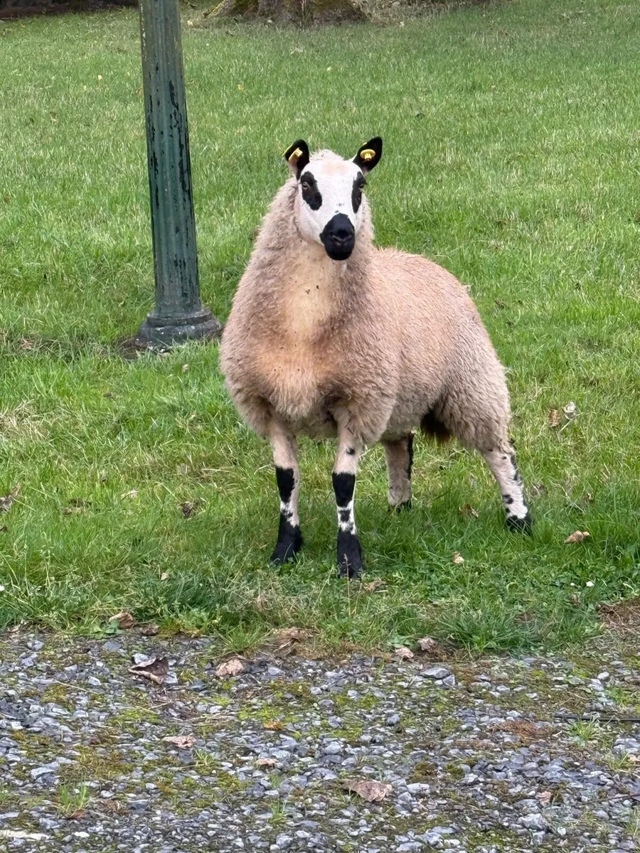 Kerryhill lambs - Image 2