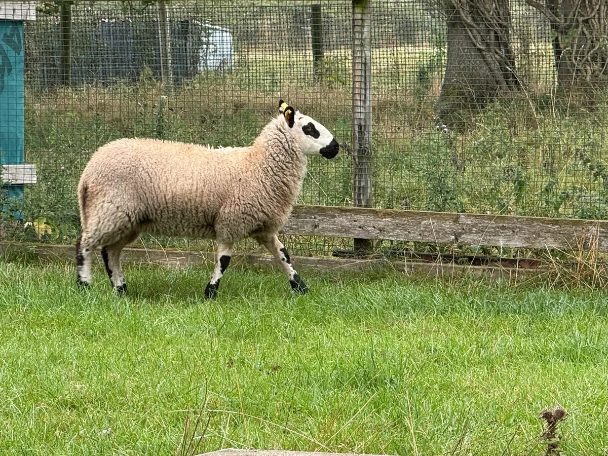 Kerryhill lambs - Image 4