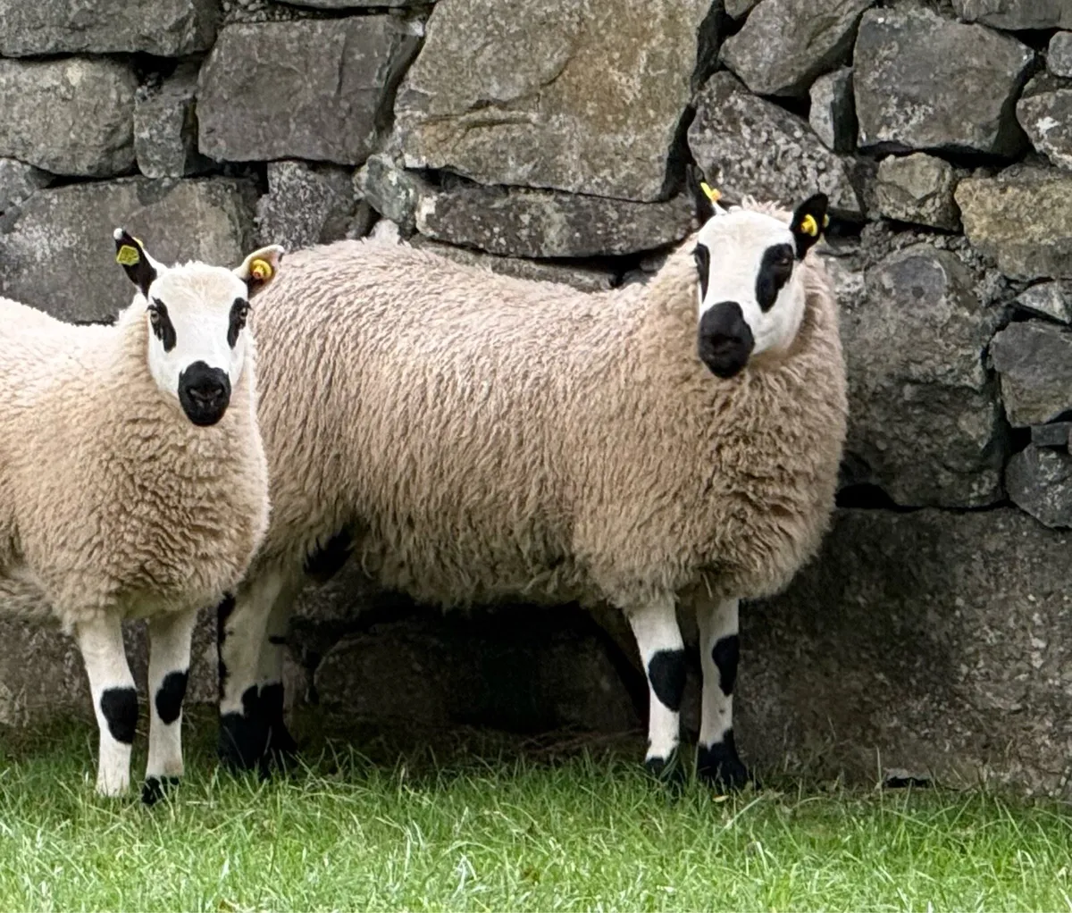 Kerryhill lambs - Image 3