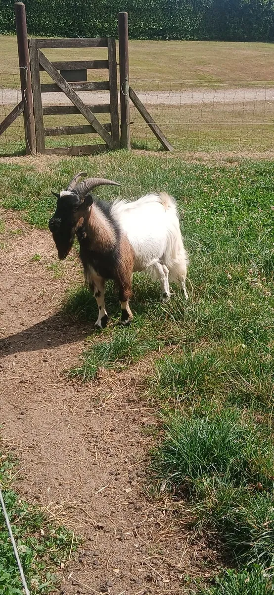 Pygmy goat