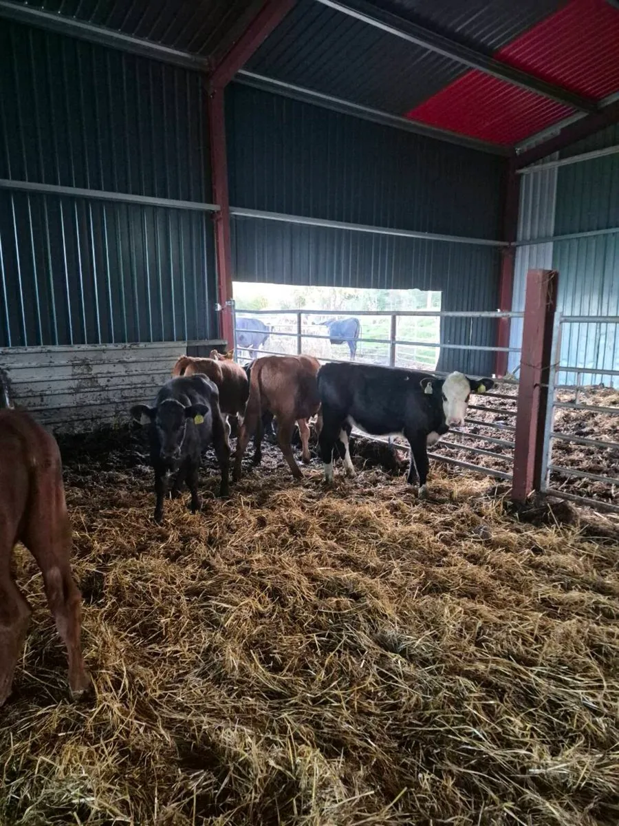 Lim ,angus,hereford, heifer Calves - Image 2