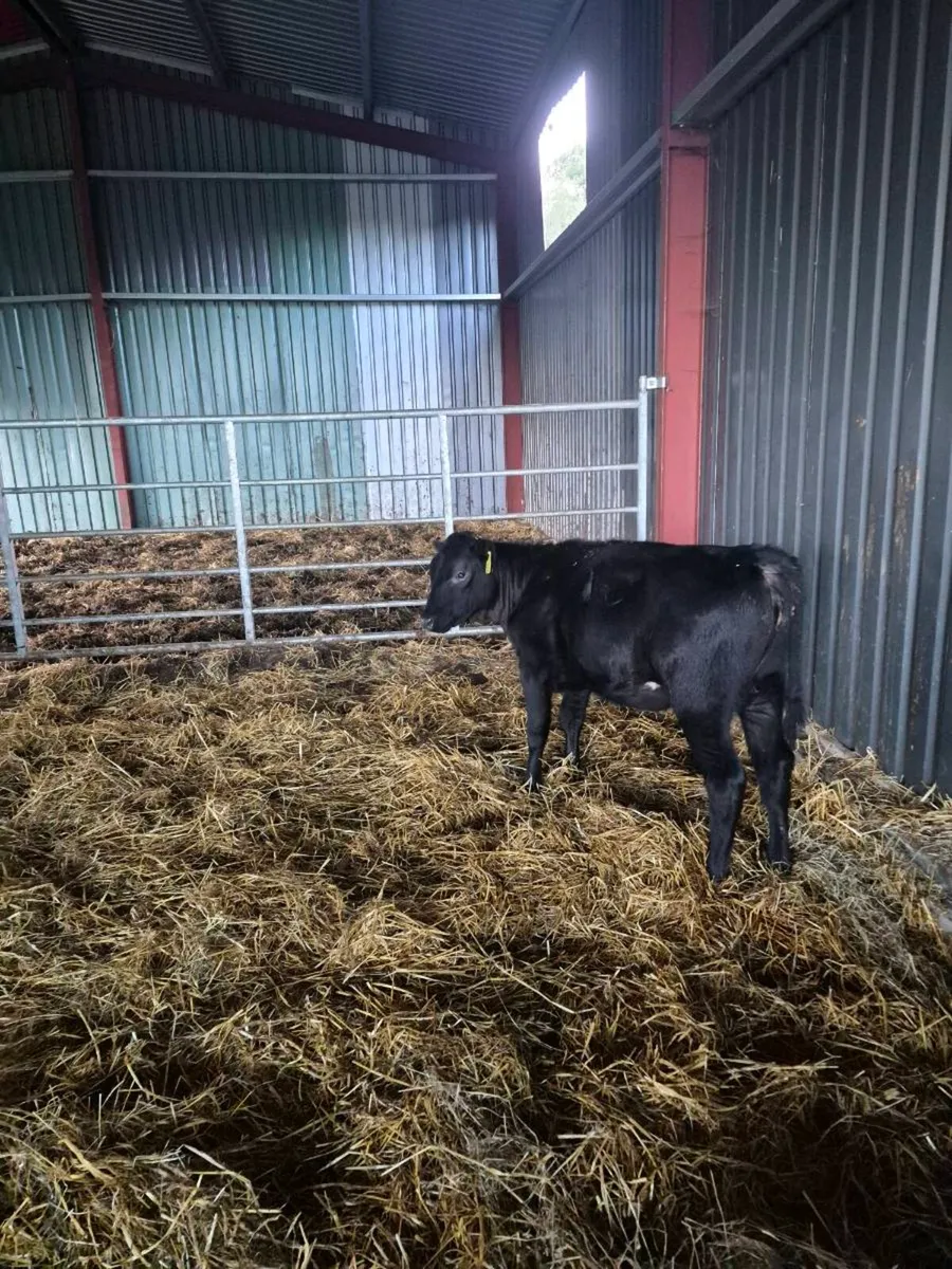 Lim ,angus,hereford, heifer Calves - Image 3