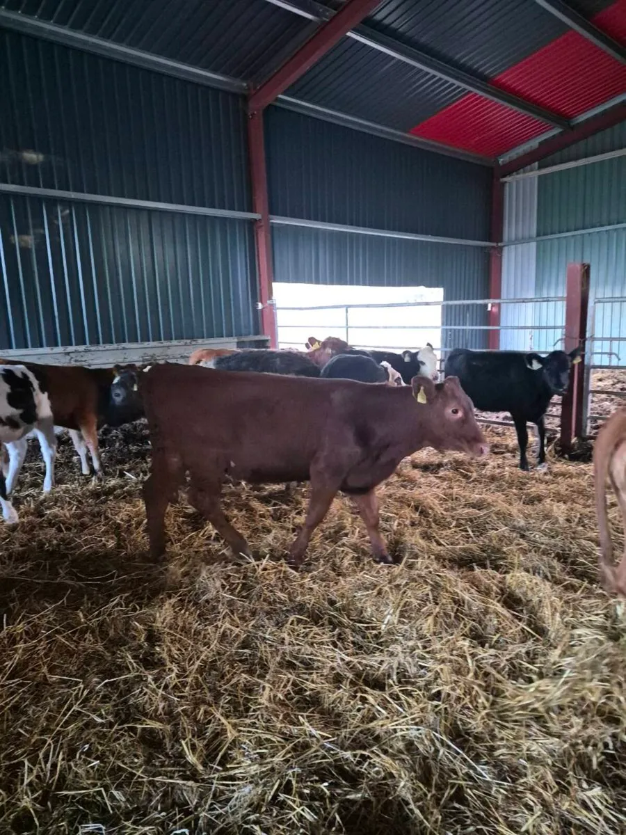 Lim ,angus,hereford, heifer Calves - Image 1