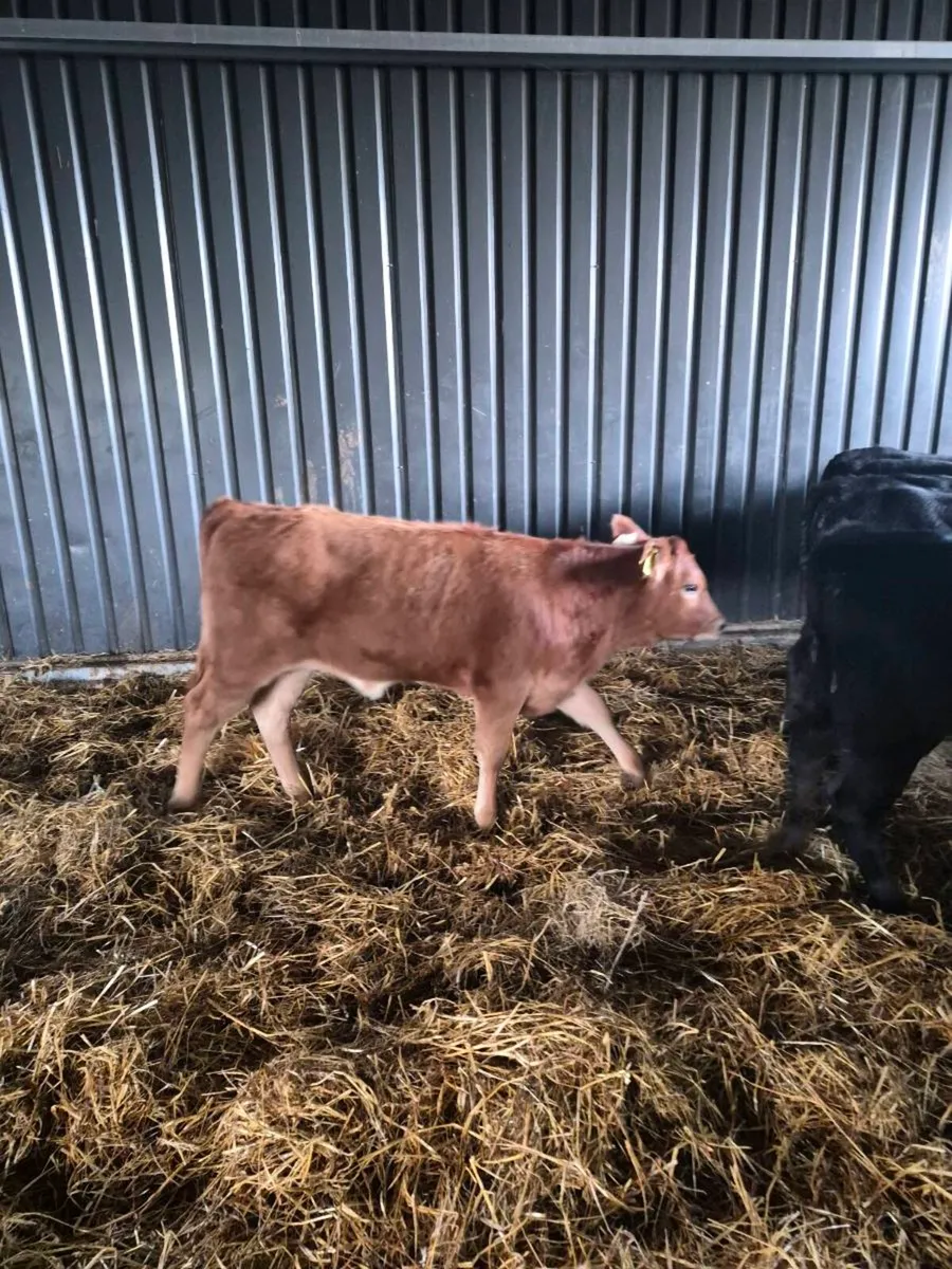 Lim ,angus,hereford, heifer Calves - Image 4