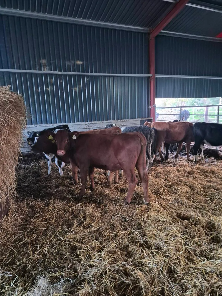 Lim ,angus,hereford, heifer Calves - Image 3