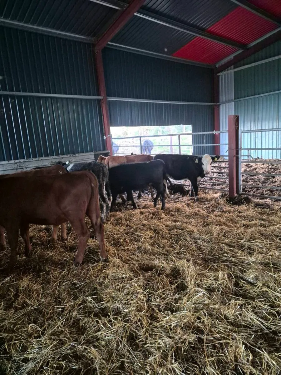 Lim ,angus,hereford, heifer Calves - Image 4