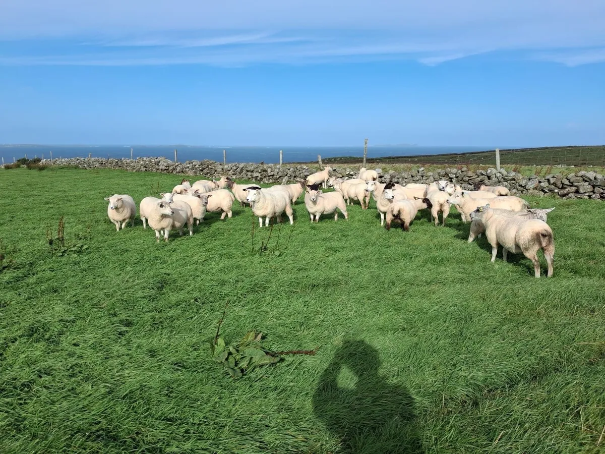 Sheep - Image 1