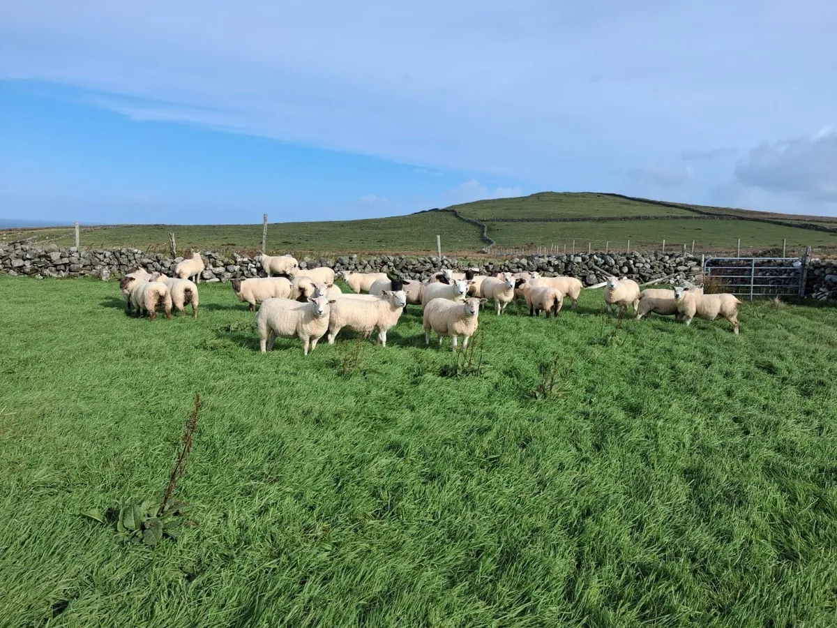 Sheep - Image 2