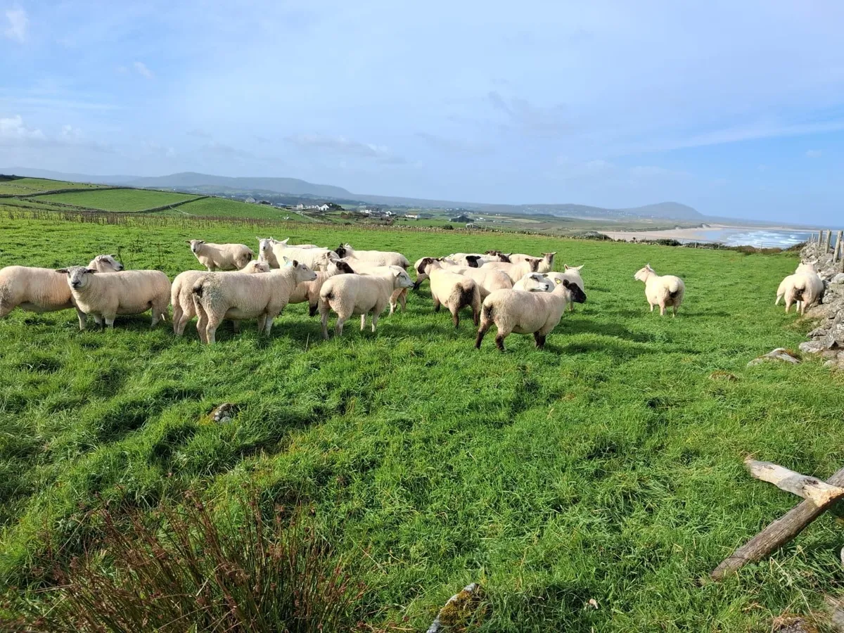 Sheep - Image 3