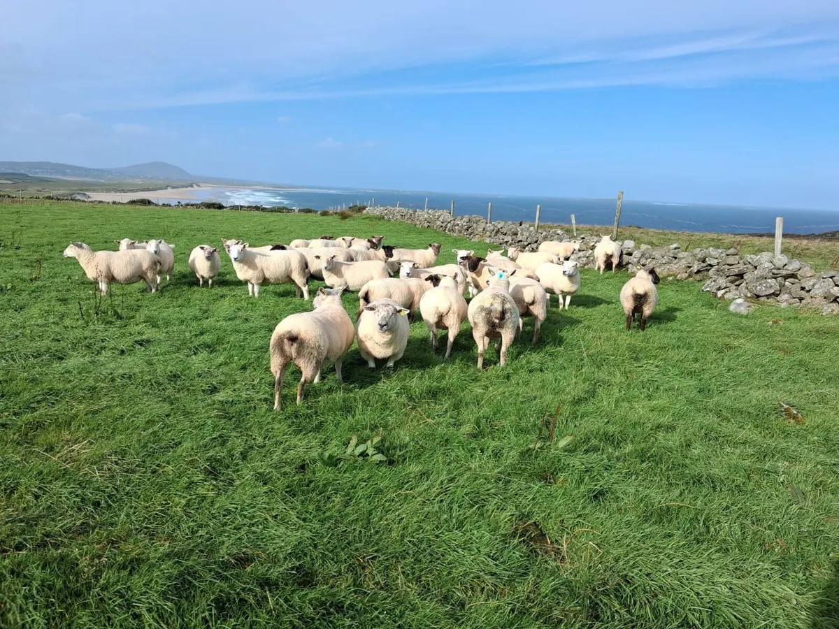 Sheep - Image 4