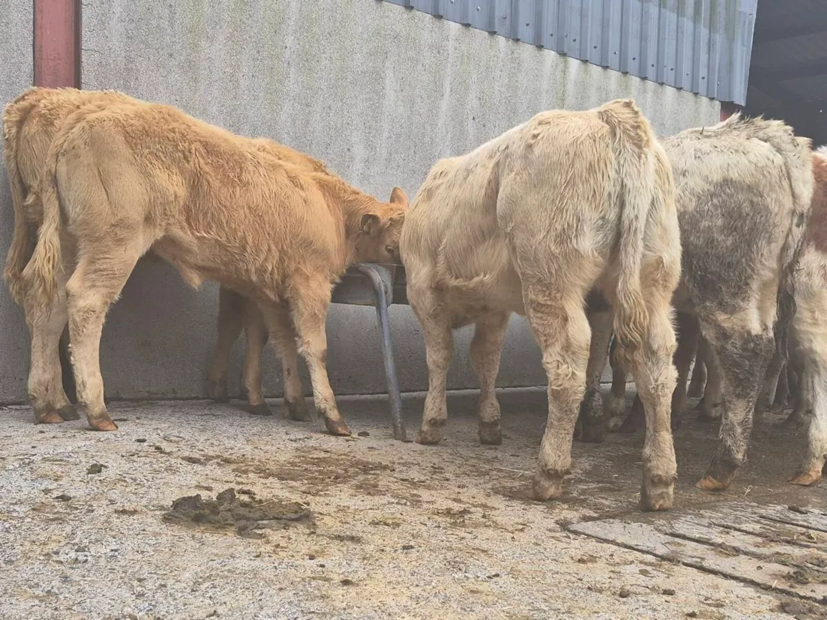 10 Super Heifer Weanlings - Image 1