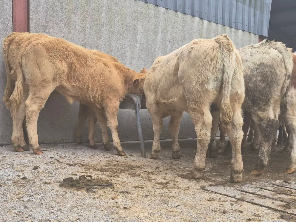 10 Super Heifer Weanlings - Image 2