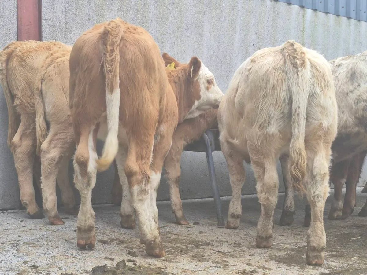 10 Super Heifer Weanlings - Image 3