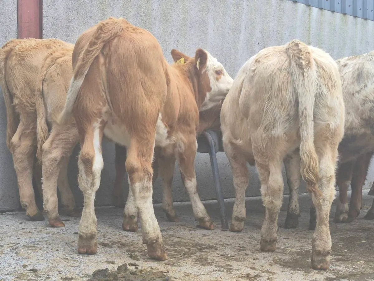 10 Super Heifer Weanlings - Image 4